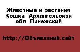 Животные и растения Кошки. Архангельская обл.,Пинежский 